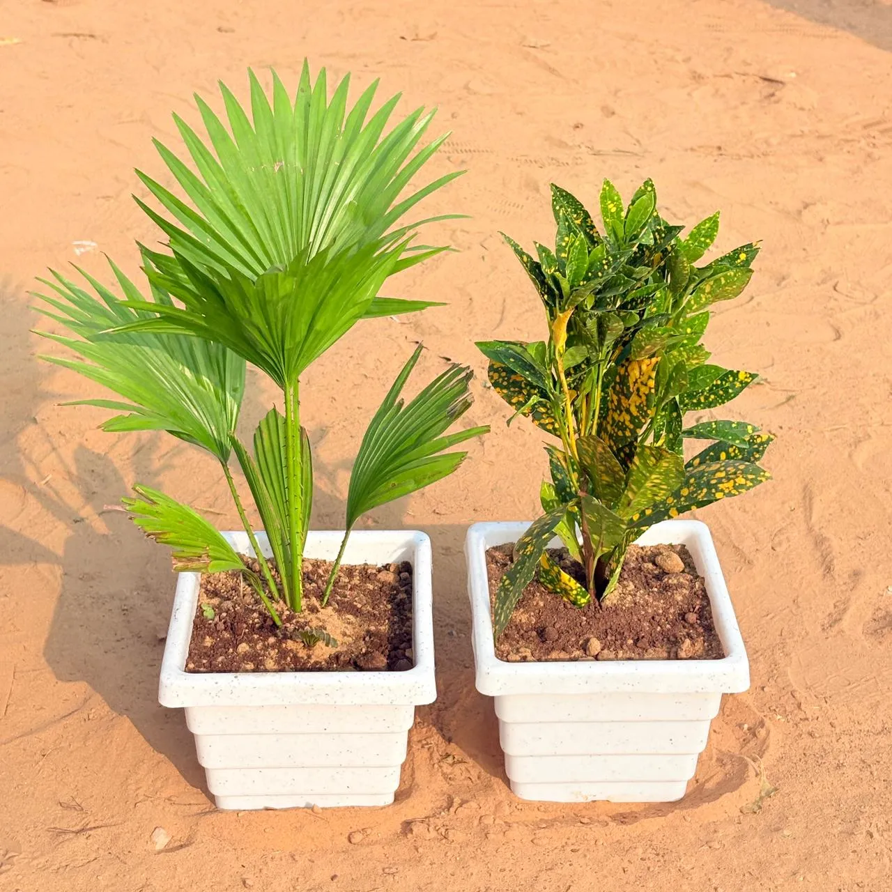 Set of 2 - China / Fan Palm & Baby Croton in 6 Inch White Marble Premium Orchid Square Plastic Pot