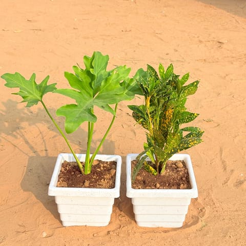 Set of 2 - Philodendron Selloum & Baby Croton in 6 Inch White Marble Premium Orchid Square Plastic Pot