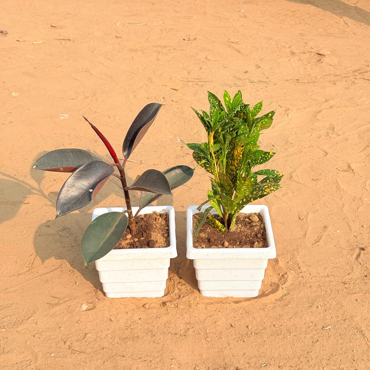 Set of 2 - Rubber Black & Baby Croton in 6 Inch White Marble Premium Orchid Square Plastic Pot