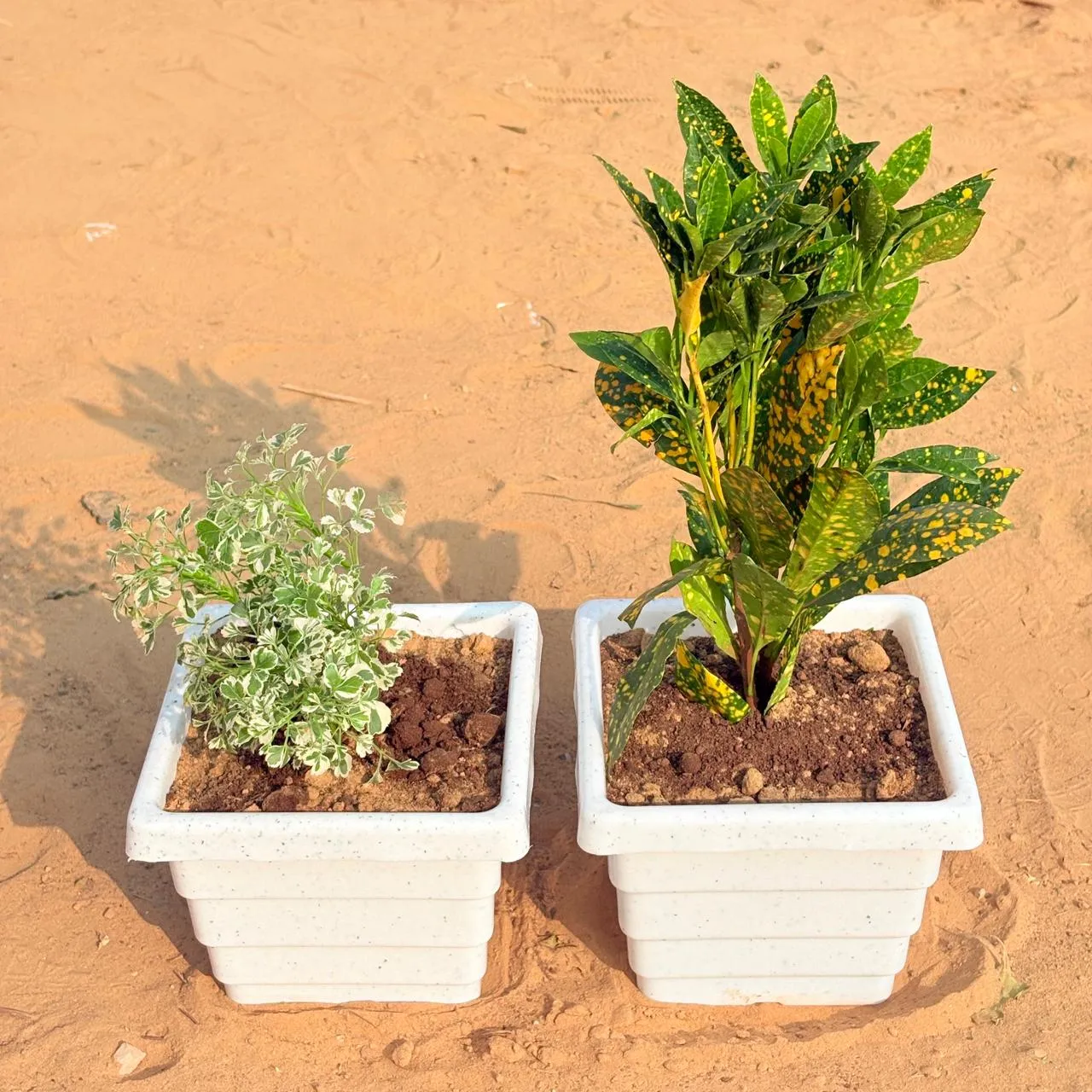 Set of 2 - Aralia White Variegated & Baby Croton in 6 Inch White Marble Premium Orchid Square Plastic Pot