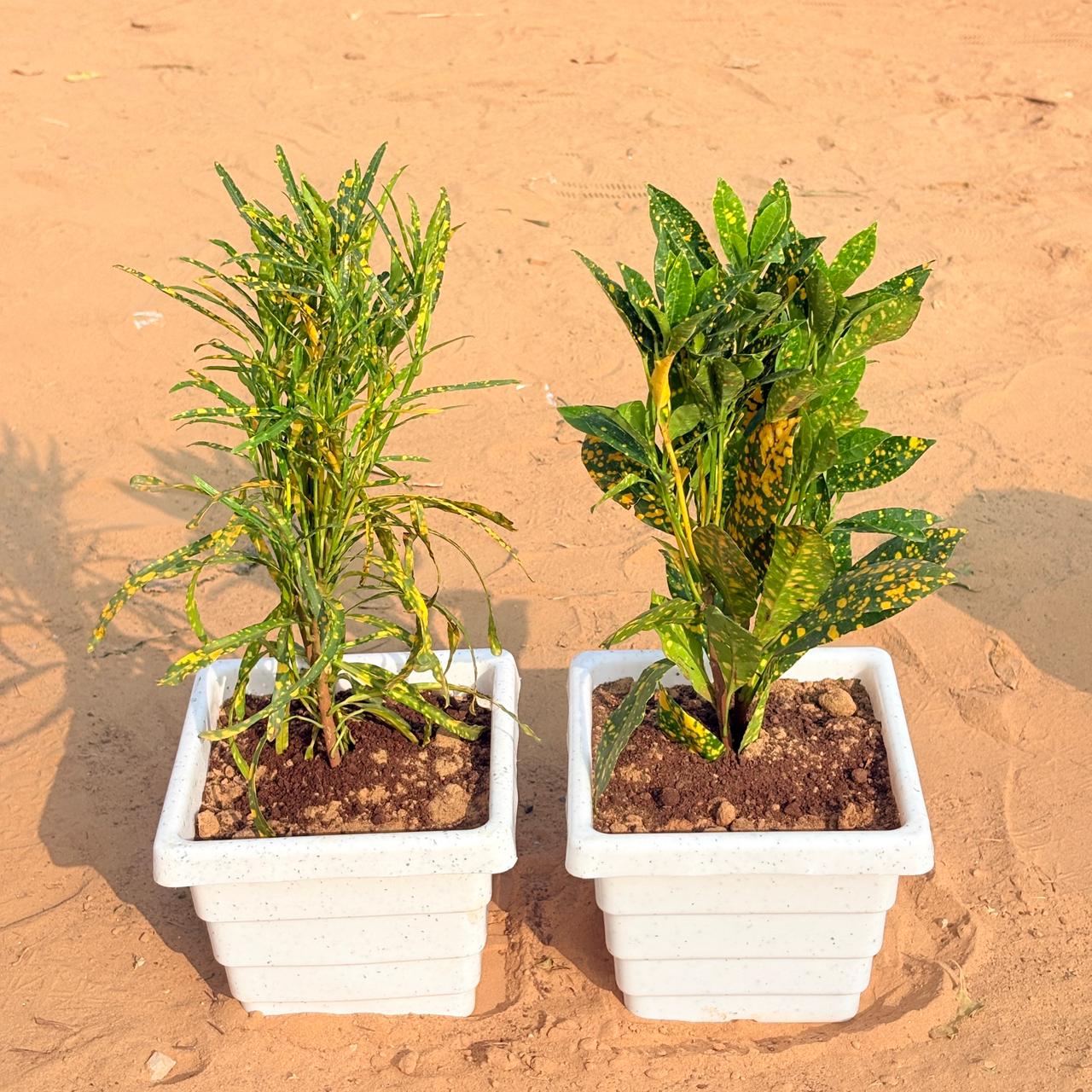 Set of 2 - Chironji Croton & Baby Croton in 6 Inch White Marble Premium Orchid Square Plastic Pot