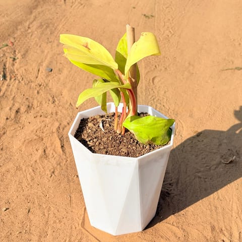 Philodendron Moonshine in 6 Inch Marble White Diamanti Plastic Pot