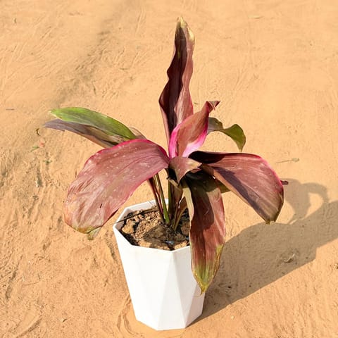 Dracaena Rosea in 6 Inch Marble White Diamanti Plastic Pot