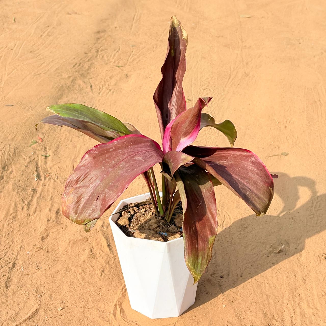 Dracaena Rosea in 6 Inch Marble White Diamanti Plastic Pot