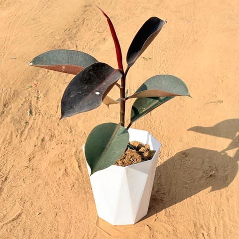 Rubber Black in 6 Inch Marble White Diamanti Plastic Pot