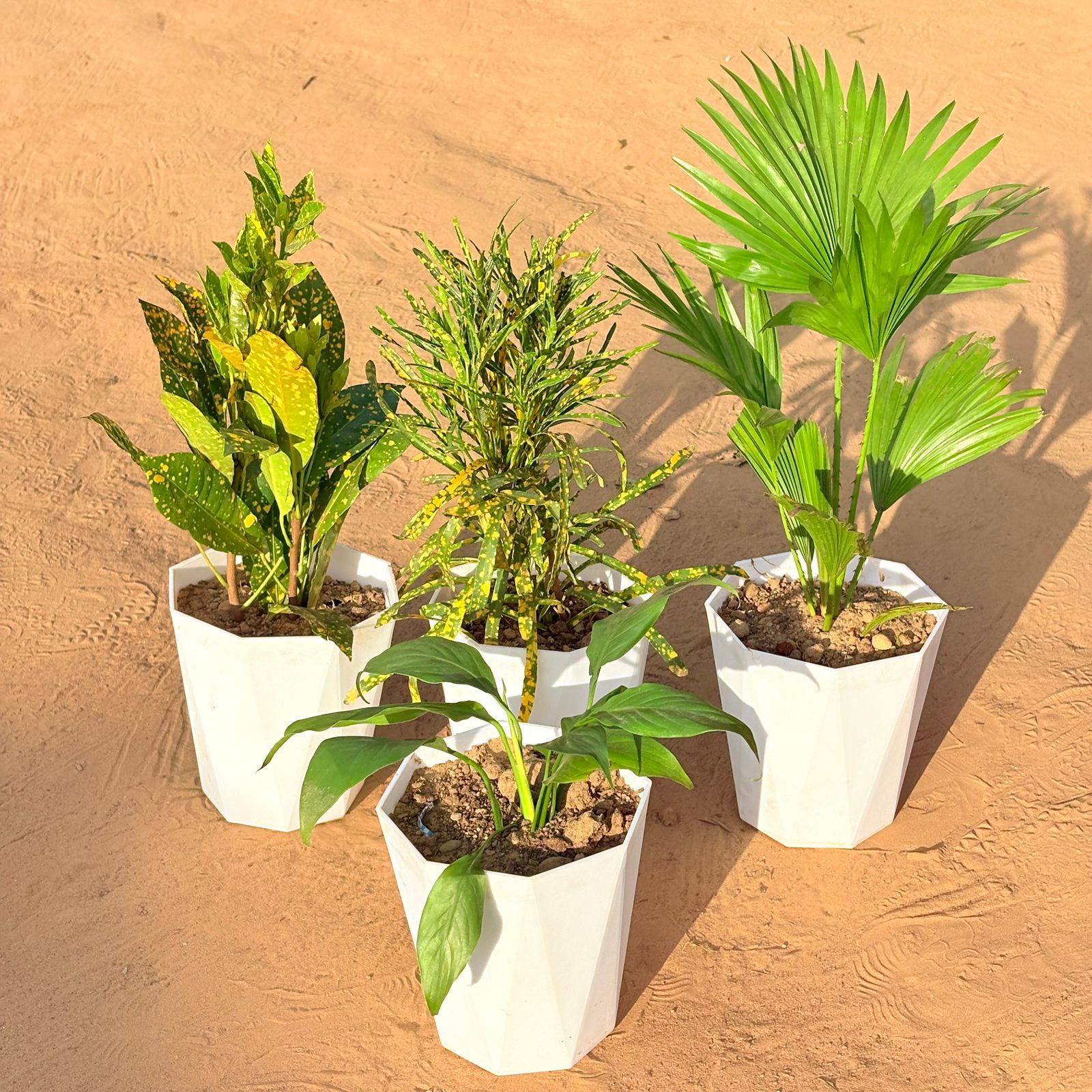 Set of 4 - Baby Croton, China / Fan Palm, Chironji Croton & Peace Lily in 6 Inch Marble White Diamanti Plastic Pot