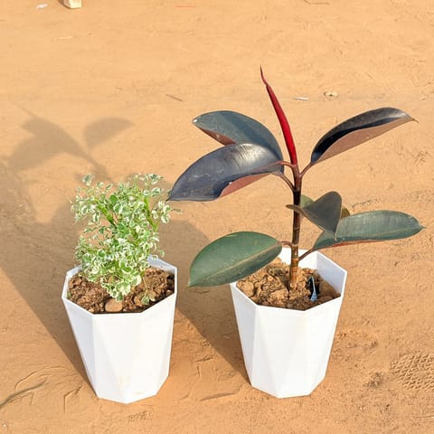 Set of 2 - Aralia White Variegated & Rubber Black in 6 Inch Marble White Diamanti Plastic Pot