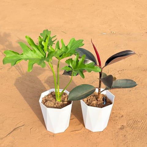 Set of 2 - Philodendron Selloum & Rubber Black in 6 Inch Marble White Diamanti Plastic Pot
