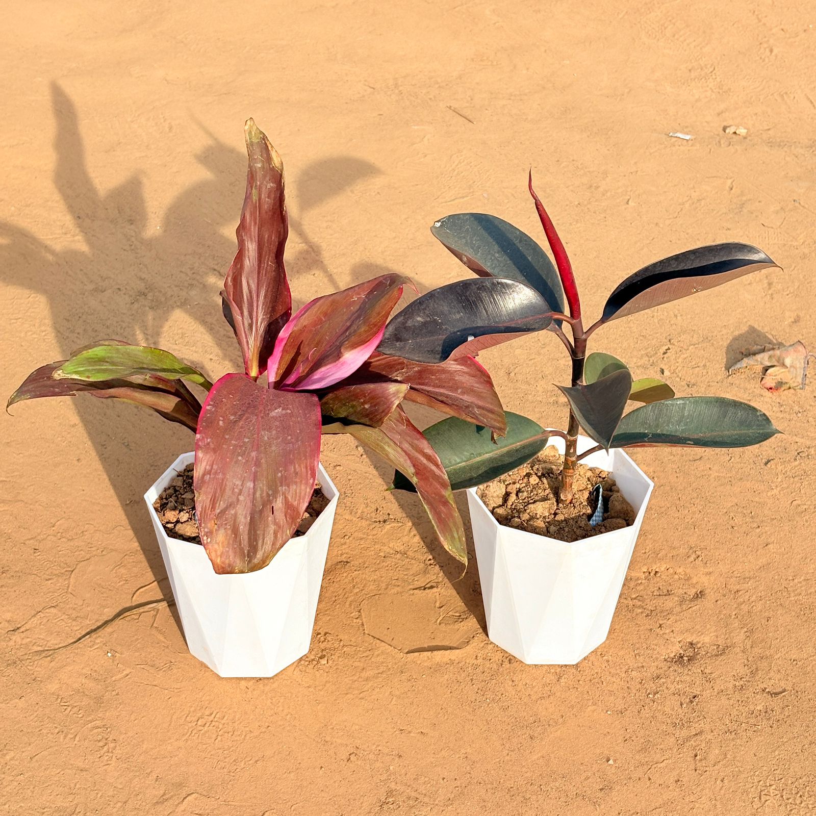 Set of 2 - Dracaena Rosea & Rubber Black in 6 Inch Marble White Diamanti Plastic Pot