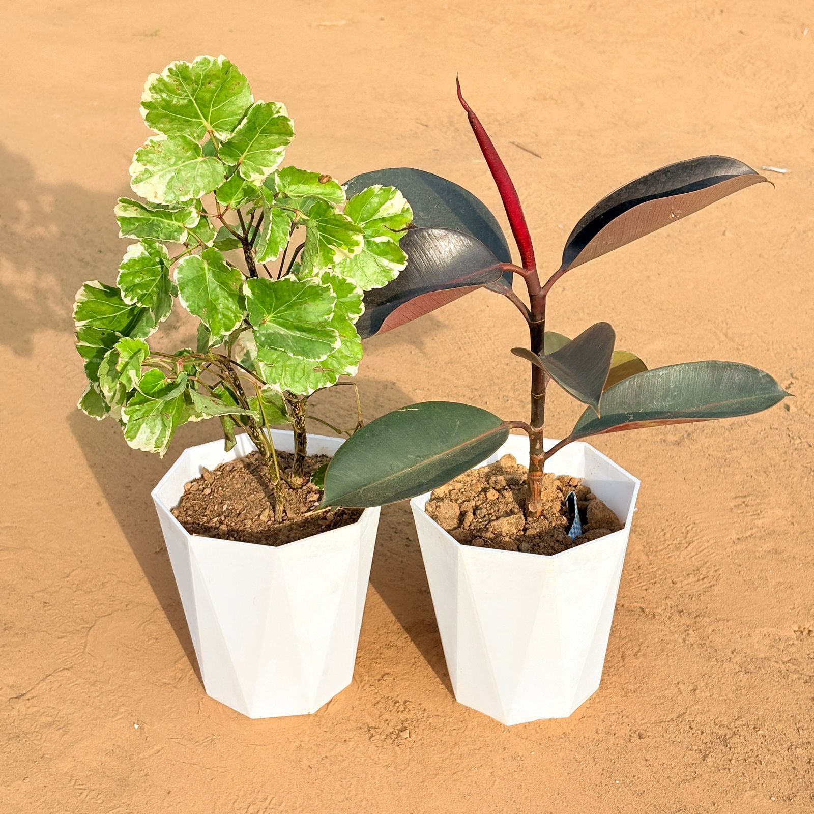Set of 2 - Aralia apple leaf & Rubber Black in 6 Inch Marble White Diamanti Plastic Pot