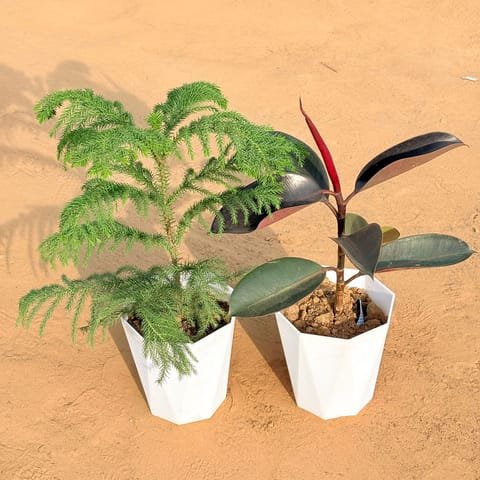 Set of 2 - Araucaria / Christmas Tree (~ 1 Ft) & Rubber Black in 6 Inch Marble White Diamanti Plastic Pot