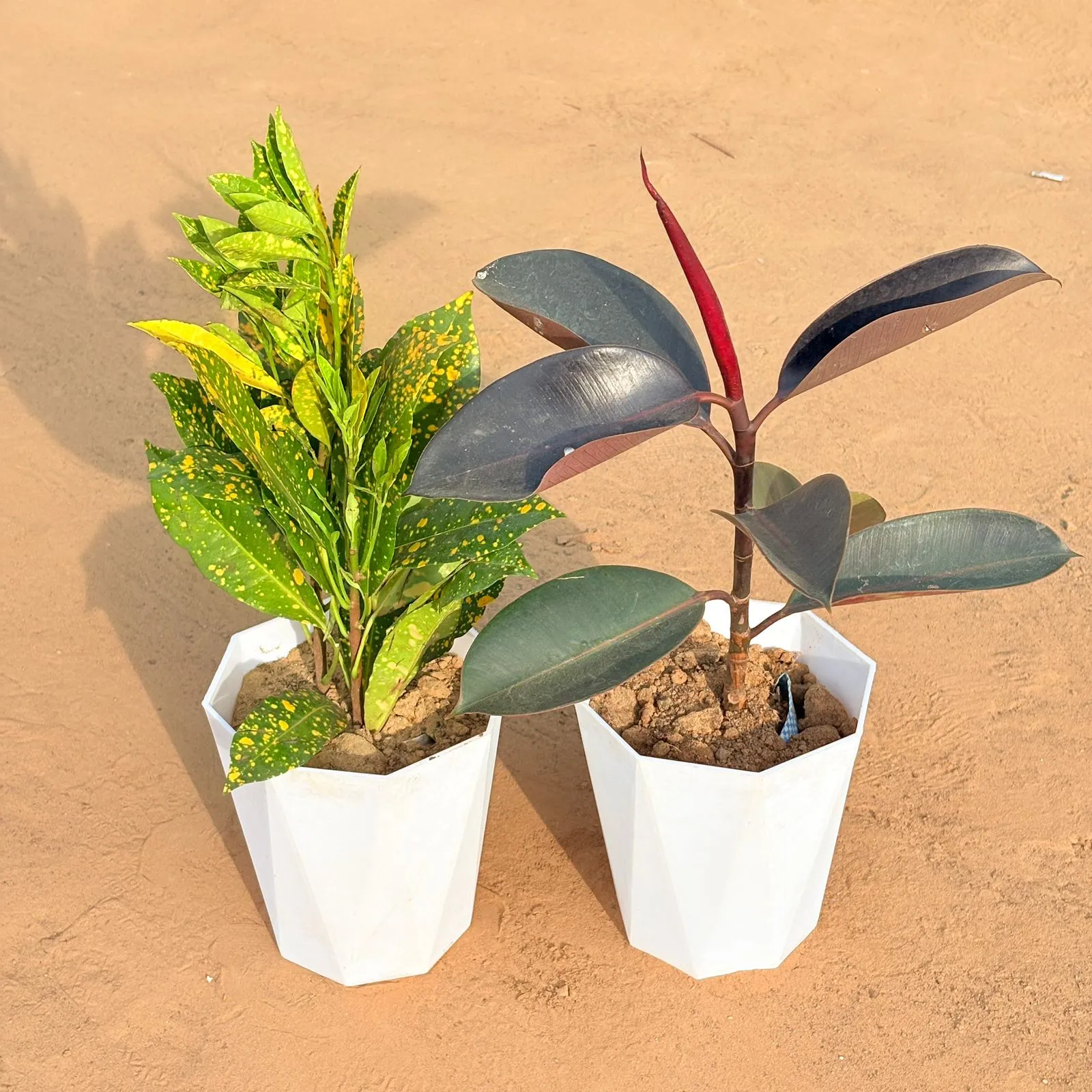 Set of 2 - Baby Croton & Rubber Black in 6 Inch Marble White Diamanti Plastic Pot
