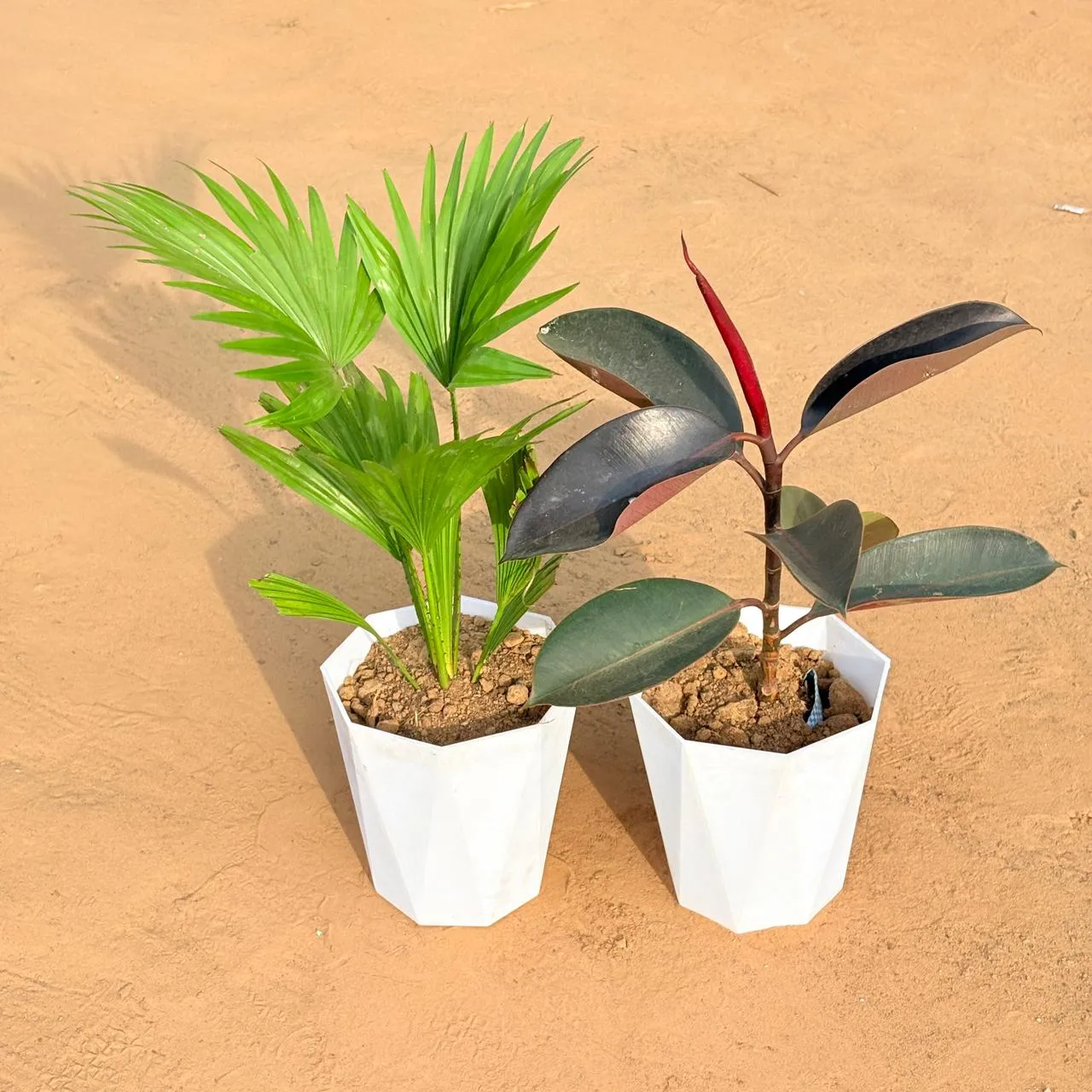 Set of 2 - China / Fan Palm & Rubber Black in 6 Inch Marble White Diamanti Plastic Pot