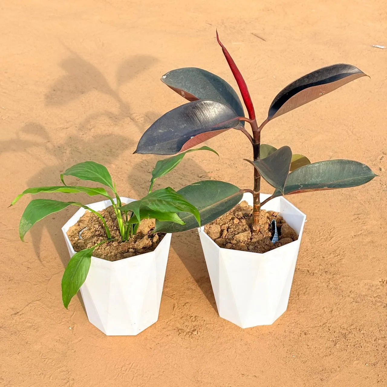 Set of 2 - Peace Lily & Rubber Black in 6 Inch Marble White Diamanti Plastic Pot