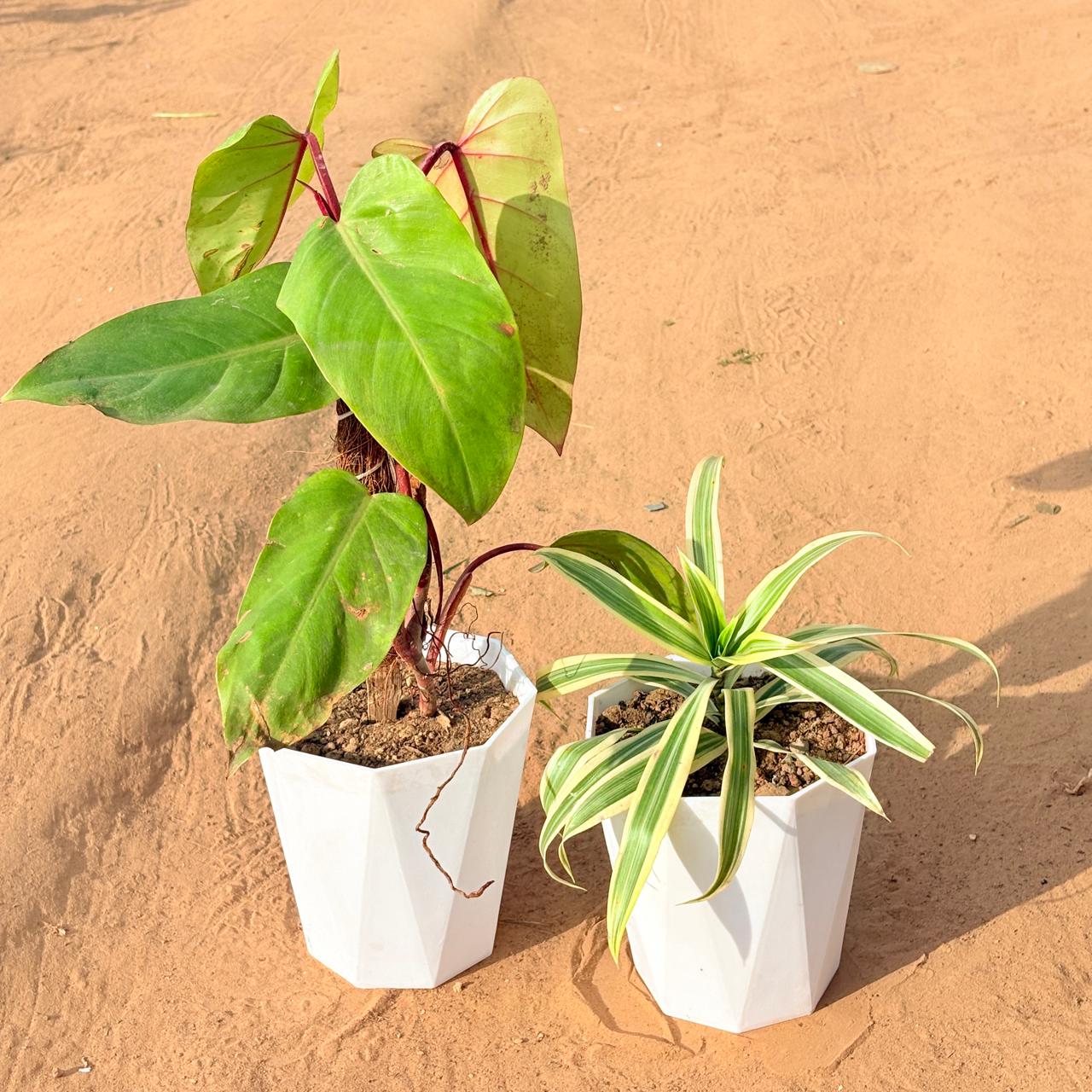 Set of 2 - Philodendron Red with moss stick & Song of India in 6 Inch Marble White Diamanti Plastic Pot