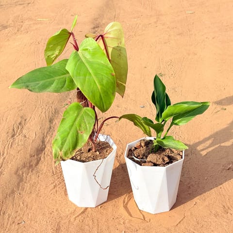 Set of 2 - Philodendron Red with moss stick & Bird of Paradise in 6 Inch Marble White Diamanti Plastic Pot