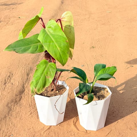 Set of 2 - Philodendron Red with moss stick & Peace Lily in 6 Inch Marble White Diamanti Plastic Pot