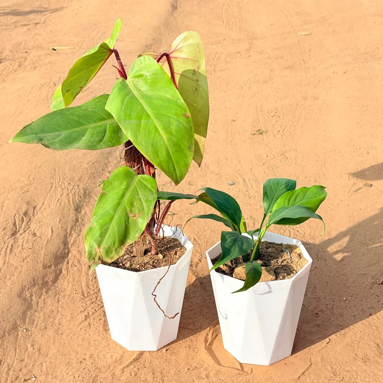 Set of 2 - Philodendron Red with moss stick & Peace Lily in 6 Inch Marble White Diamanti Plastic Pot