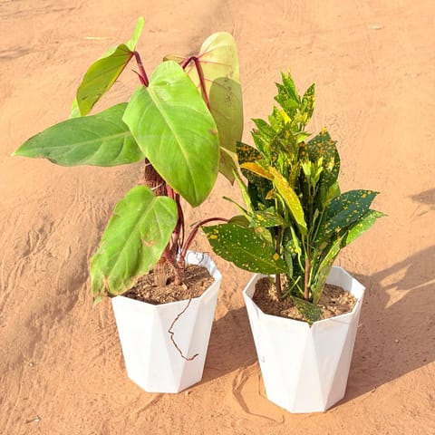 Set of 2 - Philodendron Red with moss stick & Baby Croton in 6 Inch Marble White Diamanti Plastic Pot