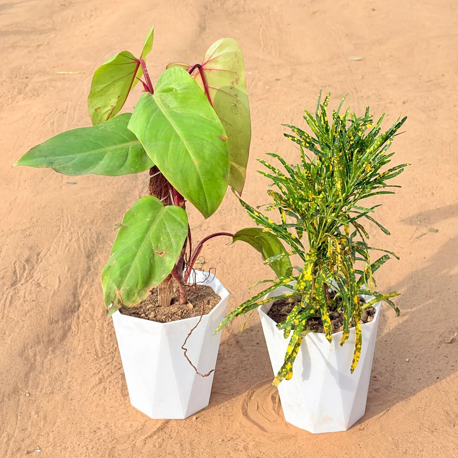 Set of 2 - Philodendron Red with moss stick & Chironji Croton in 6 Inch Marble White Diamanti Plastic Pot