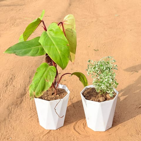 Set of 2 - Philodendron Red with moss stick & Aralia White Variegated in 6 Inch Marble White Diamanti Plastic Pot