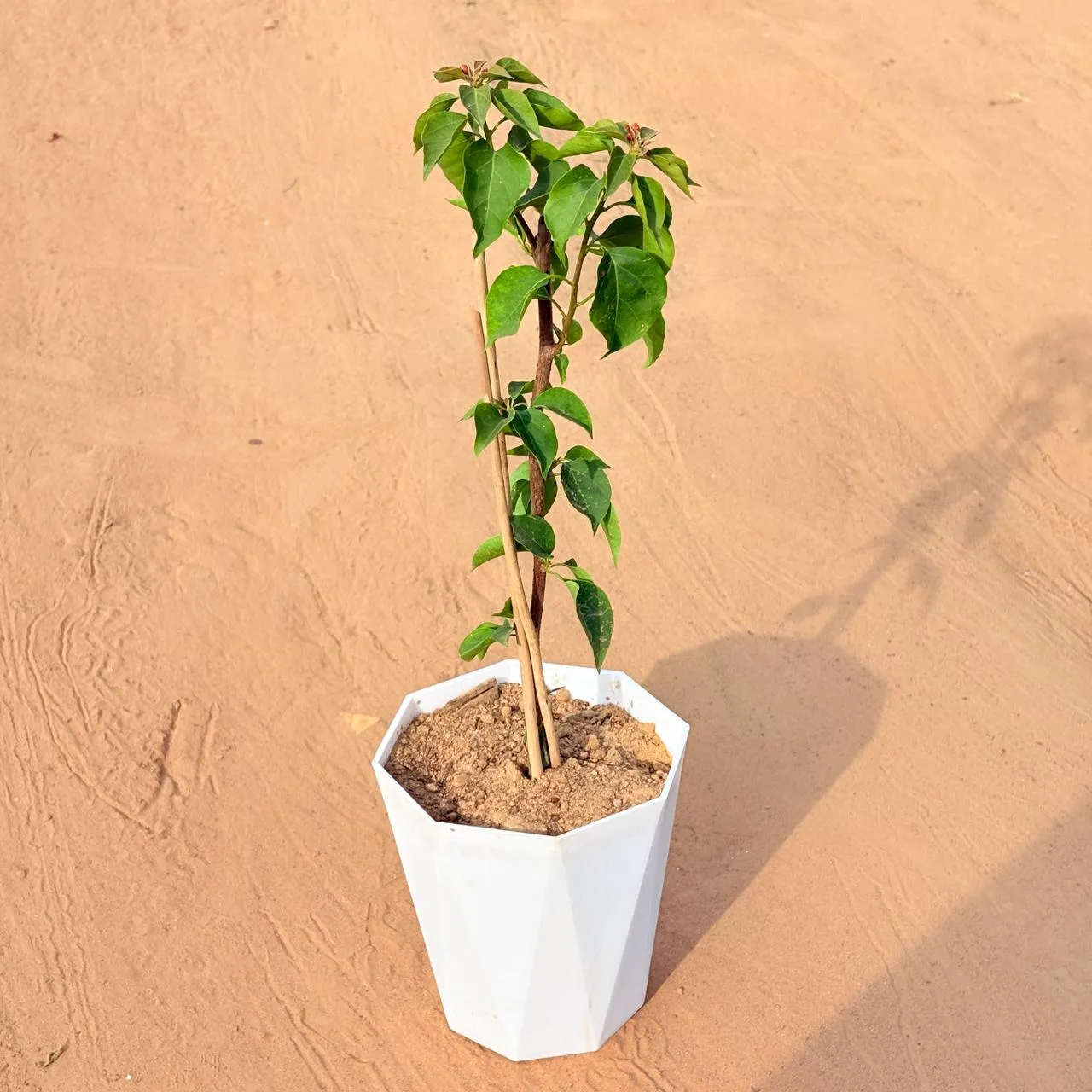 Bougainvillea (any colour) in 6 Inch Marble White Diamanti Plastic Pot
