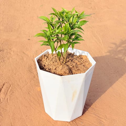 Chandni Dwarf (~ 1 Ft) in 6 Inch Live Fresh Plant Marble White Diamanti Plastic Pot in Sector 65