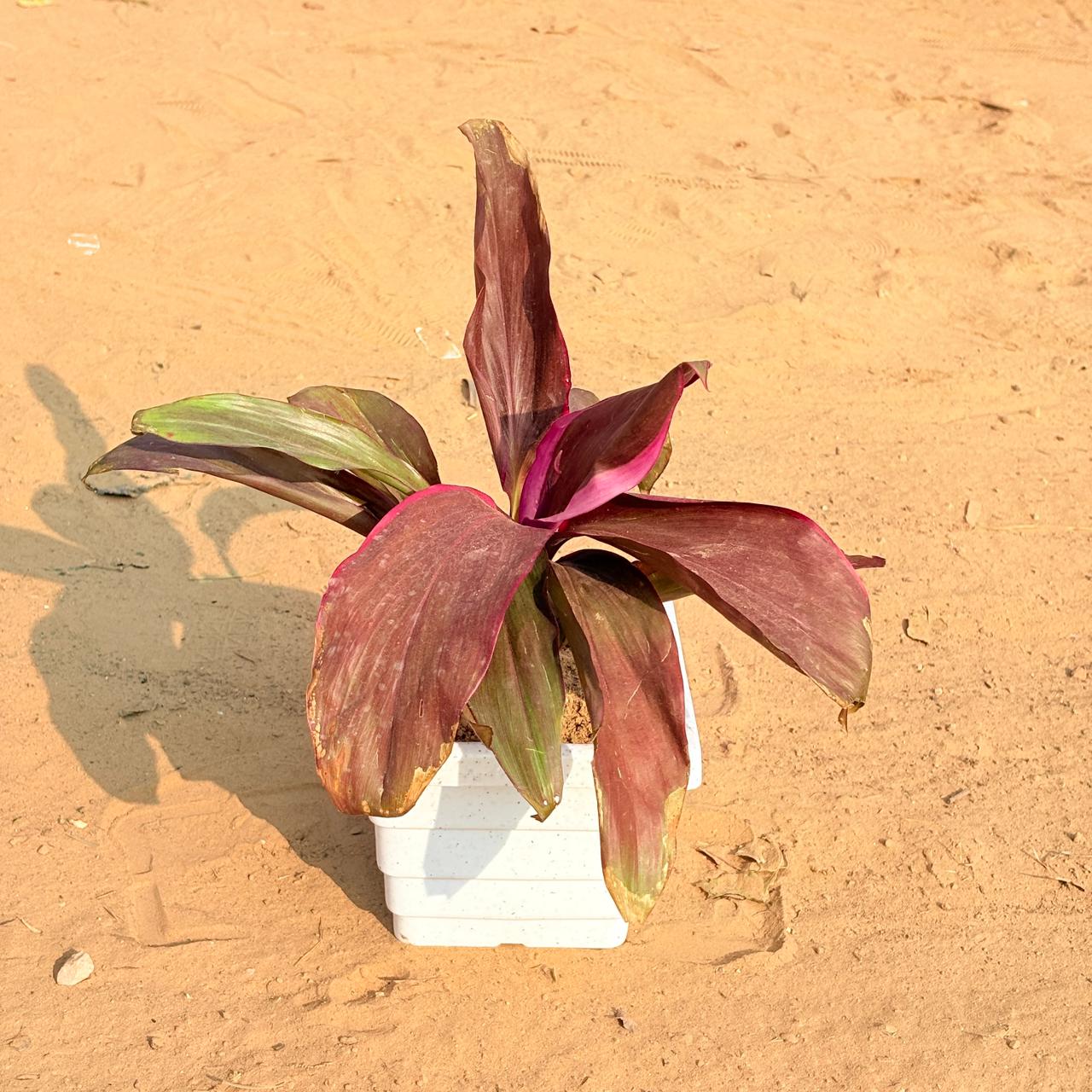 Dracaena Rosea in 6 Inch White Marble Premium Orchid Square Plastic Pot