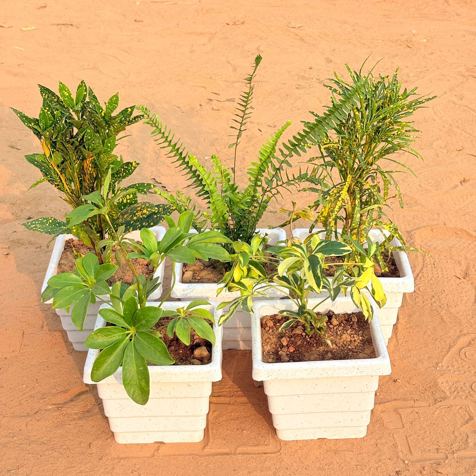 Set of 5 - Baby Croton, Fern Green, Chironji Croton, Schefflera Green & Schefflera Variegated in 6 Inch White Marble Premium Orchid Square Plastic Pot