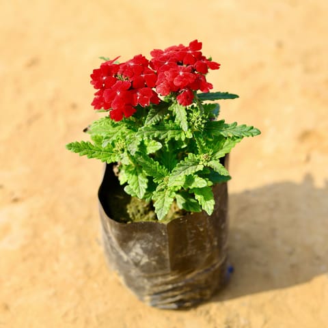 Verbena (Any Colour) in 4 Inch Nursery Bag