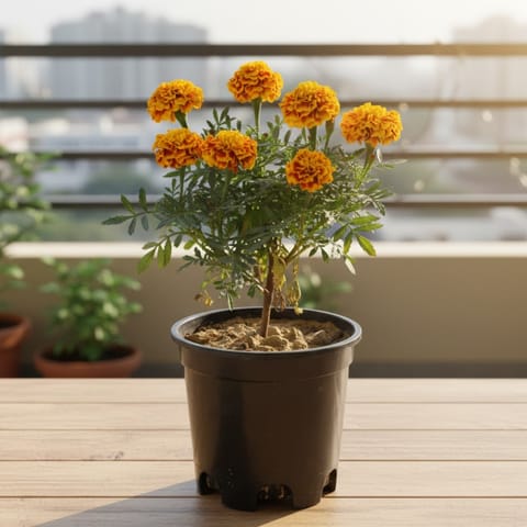 Marigold / Genda (Any Colour) in 6 Inch Nursery Pot