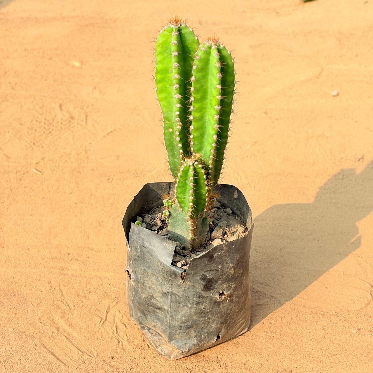 Fairy Castle Fairy Tale Cactus in 3 Inch Nursery Bag