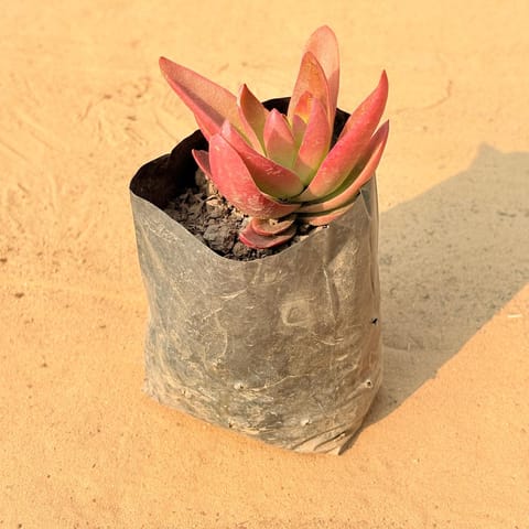 Crassula Campfire in 3 Inch Nursery Bag