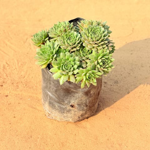 Chicken & Hen Succulent in 3 Inch Nursery Bag