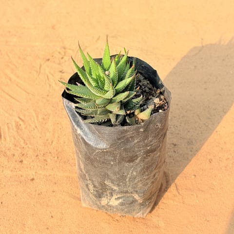 Haworthia Zebrina Succulent in 4 Inch Nursery Bag