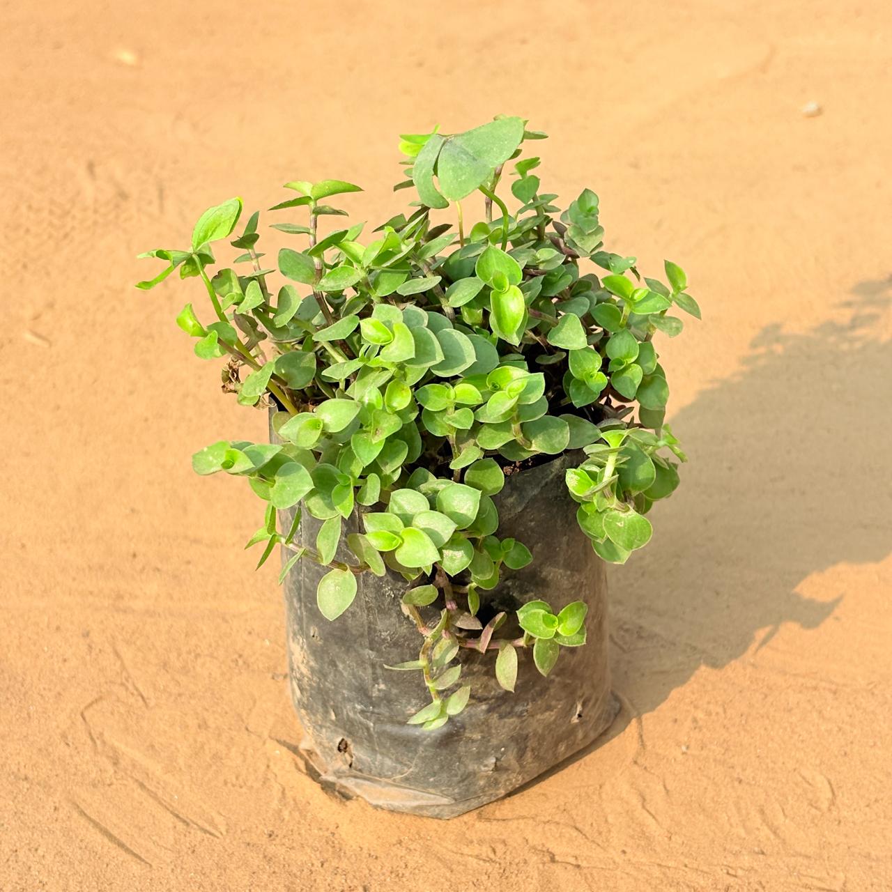 Black Lady / Turtle Vine Black in 3 inch Nursery Bag