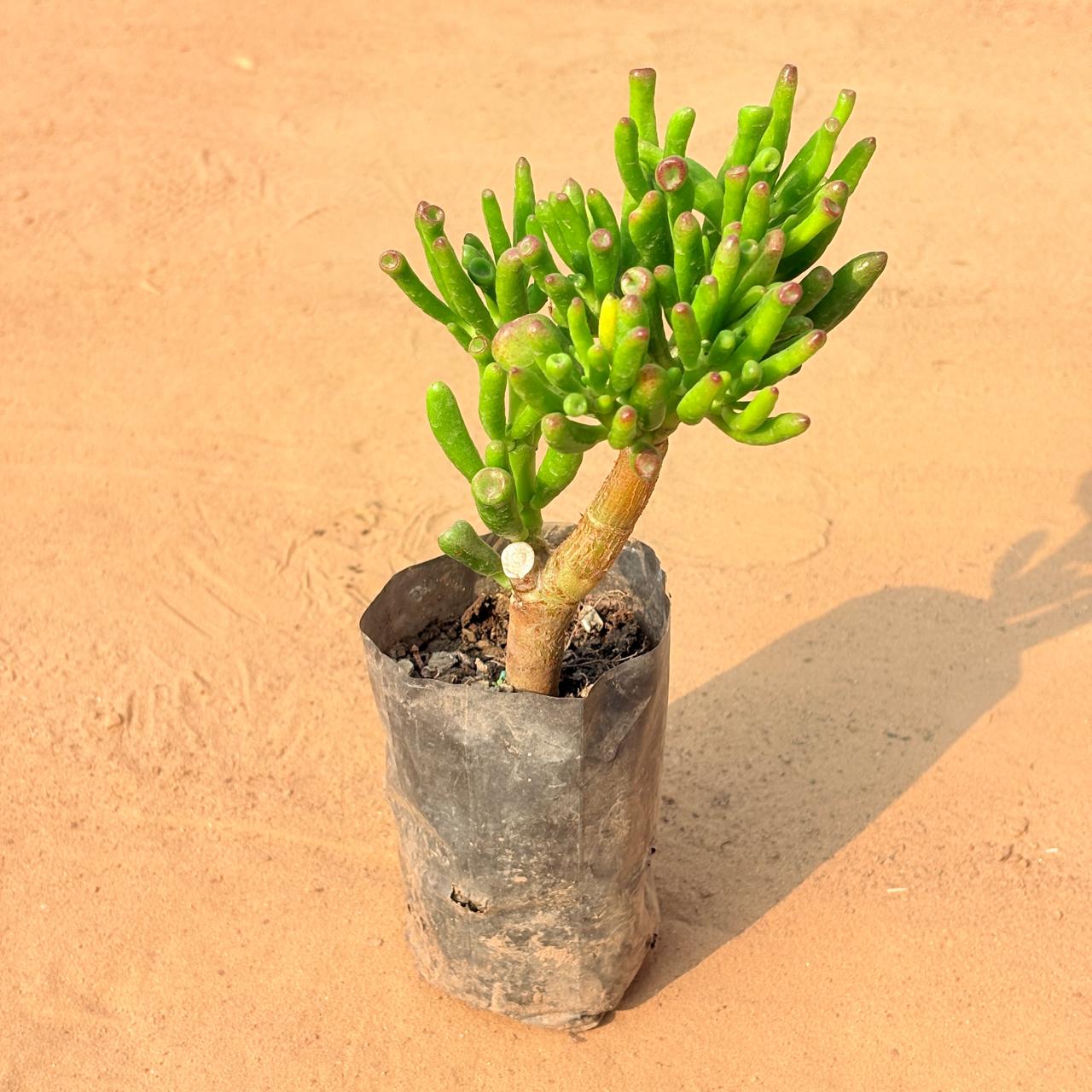 Crassula Jade Gollum / Finger Succulent in 4 Inch Nursery Bag