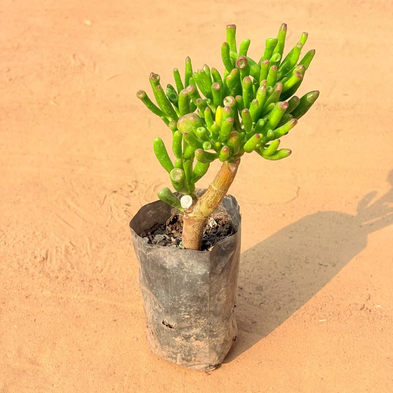 Crassula Jade Gollum / Finger Succulent in 4 Inch Nursery Bag