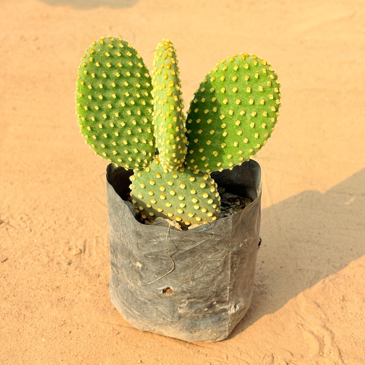Bunny Ear Cactus in 3 Inch Nursery Bag