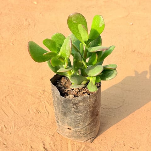 Good Luck Crassula Ovata Succulent in 4 Inch Nursery Bag