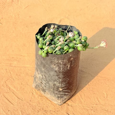 String of pearls succulent in 3 Inch Nursery Bag
