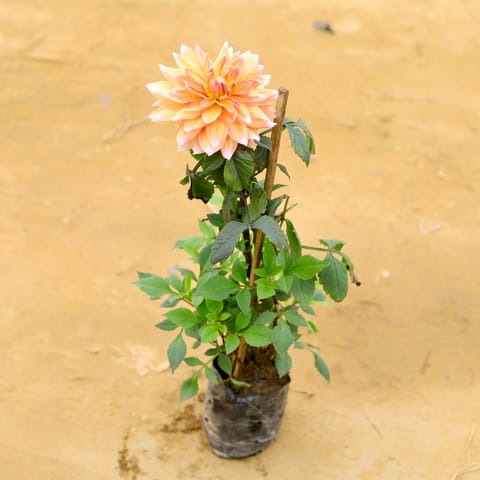 Blooming Desi Dahlia (any colour) in 5 Inch Nursery Bag