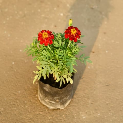 Marigold Jafri 4 Inch Nursery Bag