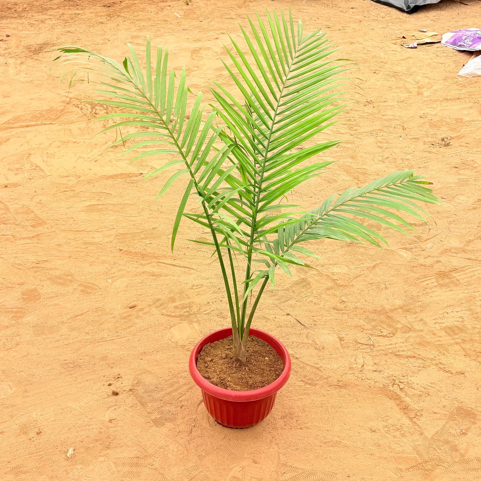Cane Palm in 12 Inch Terracotta Red Olive Plastic Pot