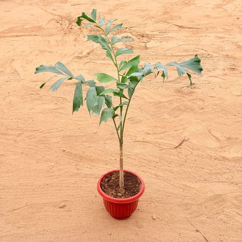 Fishtail Palm in 8 Inch Terracotta Red Olive Plastic Pot