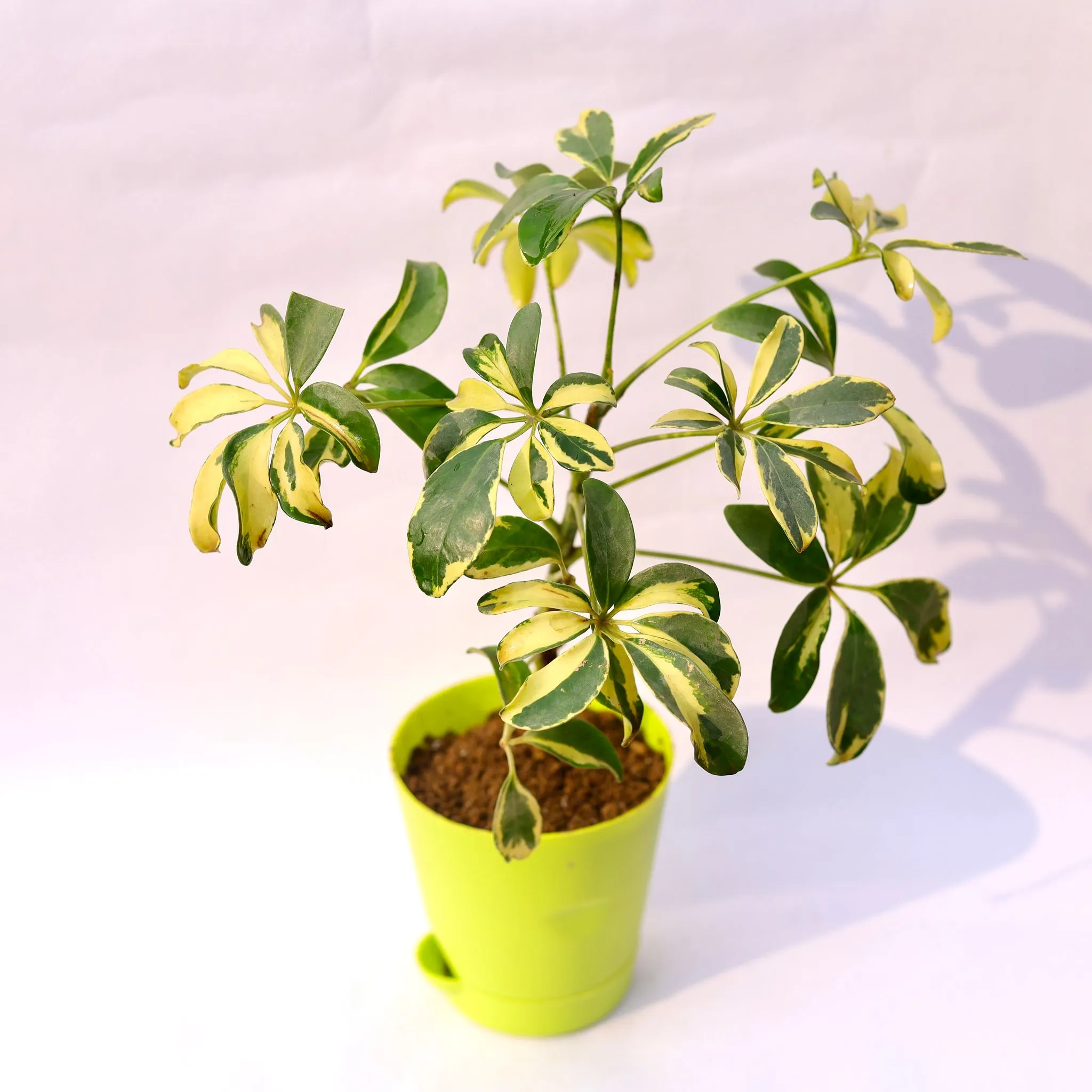 Schefflera Variegated in 4 Inch Green Florence Self Watering Pot