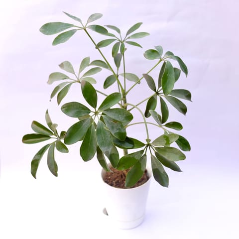 Schefflera Variegated in 4 Inch Live Plant White Florence Self Watering Pot