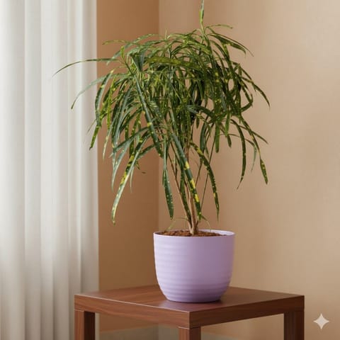 Chironji Croton in 4 Inch Purple Avora Premium Plastic Planter