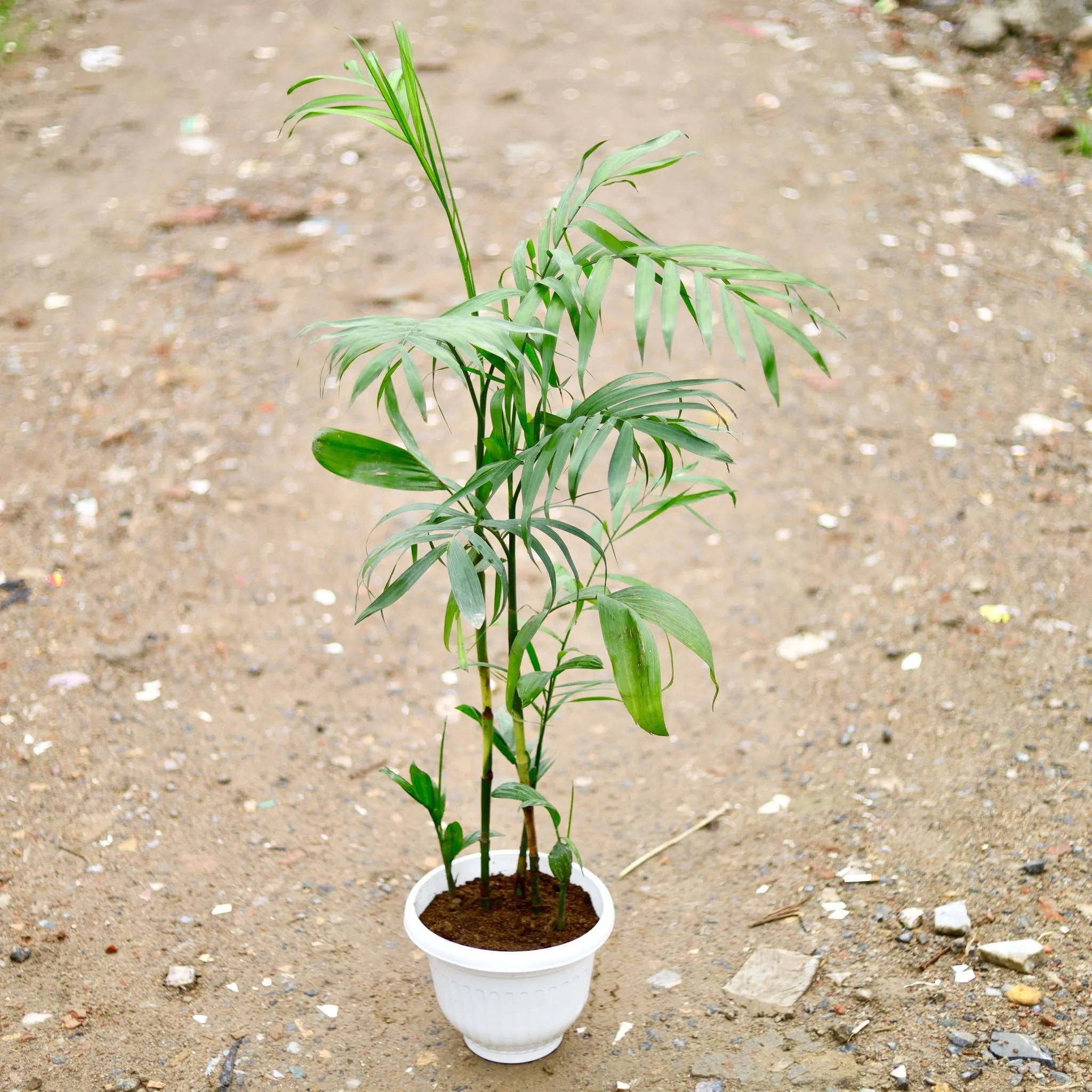 Cane / Bamboo Palm (~ 2 Ft) in 10 Inch Classy White Plastic Pot