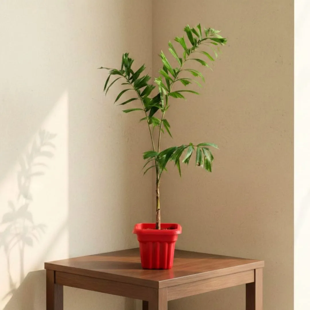 Fishtail Palm ( 2 Ft) in 8 Inch Red Heavy Square Plastic Pot